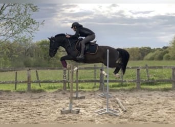 New Forest Pony, Gelding, 14 years, 13.2 hh, Black
