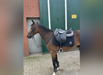 New Forest Pony, Gelding, 14 years, 13,2 hh, Brown