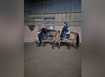 New Forest Pony, Gelding, 14 years, 13,3 hh, Brown