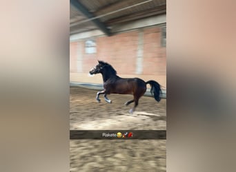 New Forest Pony, Gelding, 14 years, 14.1 hh, Brown