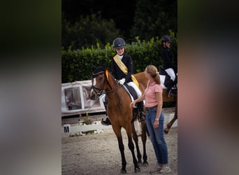 New Forest Pony, Gelding, 14 years, 14.1 hh, Brown