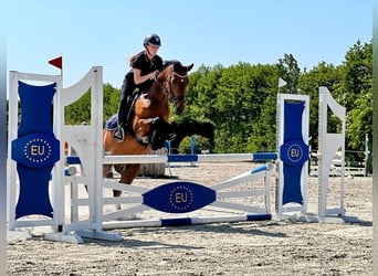 New Forest Pony, Gelding, 14 years, 14.2 hh, Bay-Dark