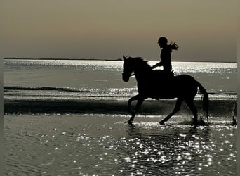 New Forest Pony, Gelding, 14 years, 14.2 hh, Bay-Dark