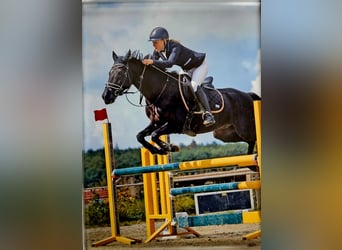 New Forest Pony, Gelding, 14 years, 14,2 hh, Black