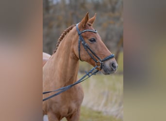 New Forest Pony, Gelding, 14 years, 14.2 hh, Chestnut-Red