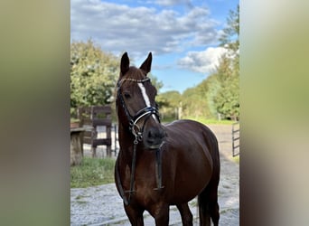 New Forest Pony Mix, Wallach, 14 Jahre, 14,3 hh, Dunkelfuchs