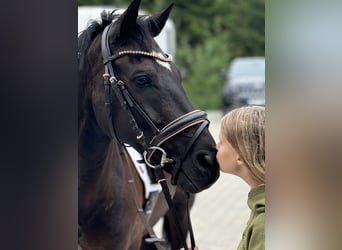 New Forest Pony, Gelding, 14 years, 14,1 hh, Bay-Dark