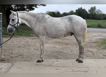 New Forest Pony, Gelding, 15 years, 13 hh, Grey