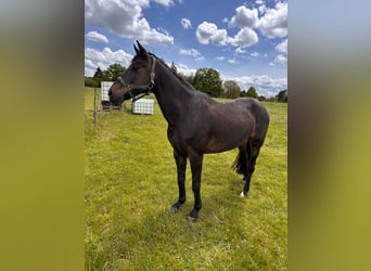 New Forest Pony, Gelding, 15 years, 14.1 hh, Bay-Dark