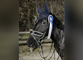 New Forest Pony, Gelding, 15 years, 14,2 hh, Black