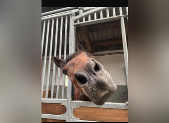 New Forest Pony, Gelding, 15 years, 14.2 hh, Brown