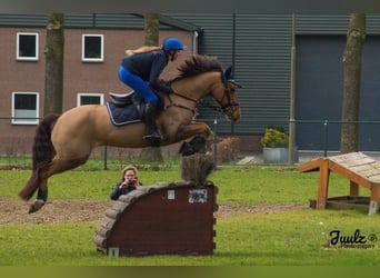 New Forest Pony, Gelding, 15 years, 14.2 hh, Chestnut-Red