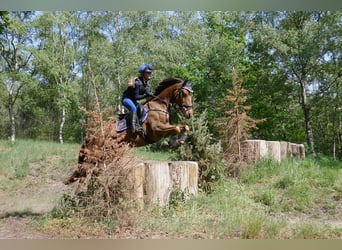 New Forest Pony, Gelding, 15 years, 14.2 hh, Chestnut-Red