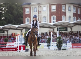 New Forest Pony, Gelding, 15 years, 14,1 hh, Chestnut-Red