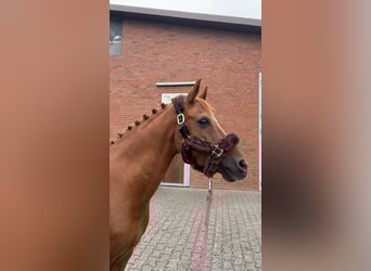 New Forest Pony, Gelding, 15 years, 14,1 hh, Chestnut-Red