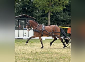 New Forest Pony, Gelding, 15 years, 14,2 hh, Brown