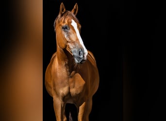 New Forest Pony, Gelding, 16 years, 14,1 hh, Chestnut-Red