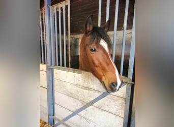 New Forest Pony, Gelding, 16 years, 14 hh, Brown