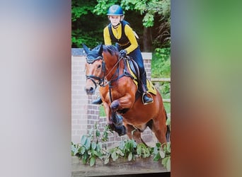 New Forest Pony, Gelding, 16 years, 14,2 hh, Bay