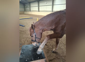 New Forest Pony, Gelding, 16 years, 14,3 hh, Chestnut-Red