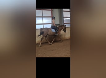 New Forest Pony, Gelding, 16 years, 14,3 hh, Chestnut-Red