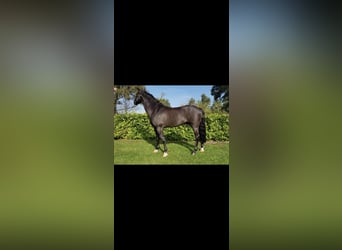 New Forest Pony, Gelding, 17 years, 13,1 hh, Black