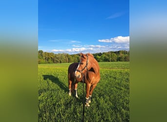 New Forest Pony Mix, Gelding, 17 years, 14,2 hh, Chestnut-Red