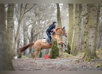 New Forest Pony, Gelding, 17 years, 14 hh, Chestnut-Red