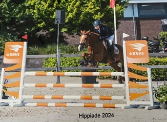New Forest Pony, Gelding, 17 years, 14 hh, Chestnut-Red