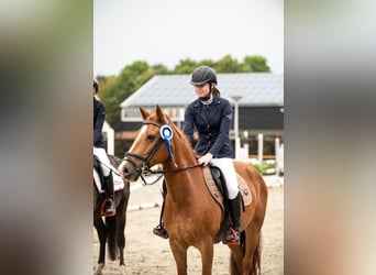 New Forest Pony, Gelding, 17 years, 14 hh, Chestnut-Red