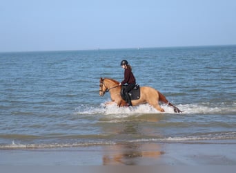 New Forest Pony, Gelding, 17 years, 14 hh, Chestnut-Red
