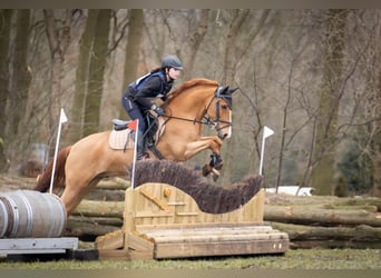 New Forest Pony, Gelding, 17 years, 14 hh, Chestnut-Red