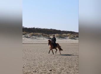 New Forest Pony, Gelding, 17 years, 14 hh, Chestnut-Red