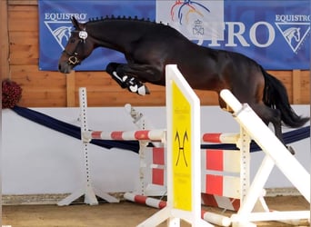 New Forest Pony, Gelding, 17 years, 14,1 hh, Brown