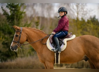 New Forest Pony, Gelding, 17 years, 14,1 hh, Chestnut-Red