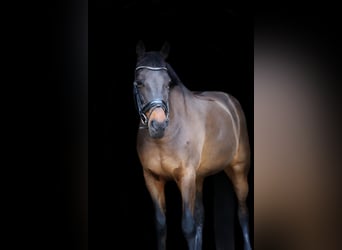 New Forest Pony, Gelding, 18 years, 15 hh, Bay-Dark