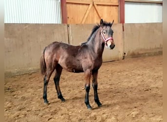 New Forest Pony, Gelding, 1 year, Bay-Dark