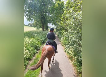 New Forest Pony, Gelding, 23 years, 14.3 hh, Brown-Light