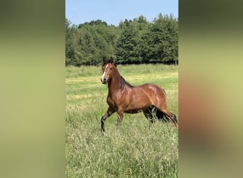 New Forest Pony, Gelding, 2 years, 13.2 hh, Brown