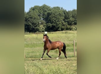 New Forest Pony, Gelding, 2 years, 13.2 hh, Brown