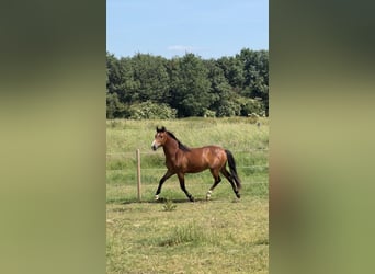 New Forest Pony, Gelding, 2 years, 13.2 hh, Brown