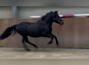 New Forest Pony, Gelding, 3 years, 13,1 hh, Black