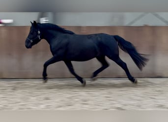 New Forest Pony, Gelding, 3 years, 13,1 hh, Black
