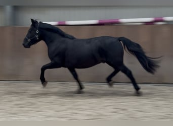 New Forest Pony, Gelding, 3 years, 13,1 hh, Black