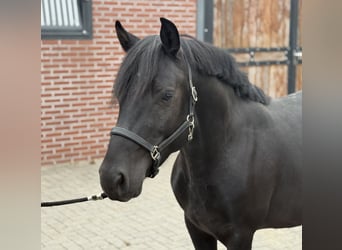 New Forest Pony, Gelding, 3 years, 13,1 hh, Black