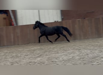 New Forest Pony, Gelding, 3 years, 13,1 hh, Black