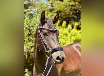 New Forest Pony, Gelding, 3 years, 13,3 hh, Bay-Dark