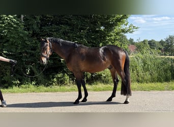 New Forest Pony, Gelding, 3 years, 14.1 hh, Brown