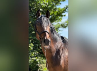 New Forest Pony, Gelding, 3 years, 14.1 hh, Brown