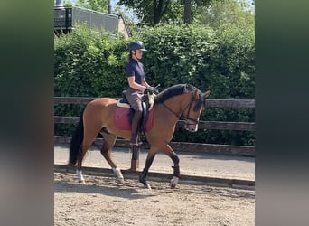 New Forest Pony, Gelding, 3 years, 14.1 hh, Brown-Light